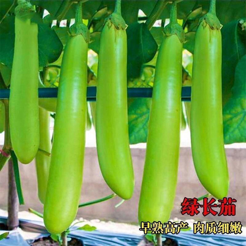 绿长茄茄子种子绿冠青线茄子种籽春季秋季四季耐寒盆栽蔬菜种子
