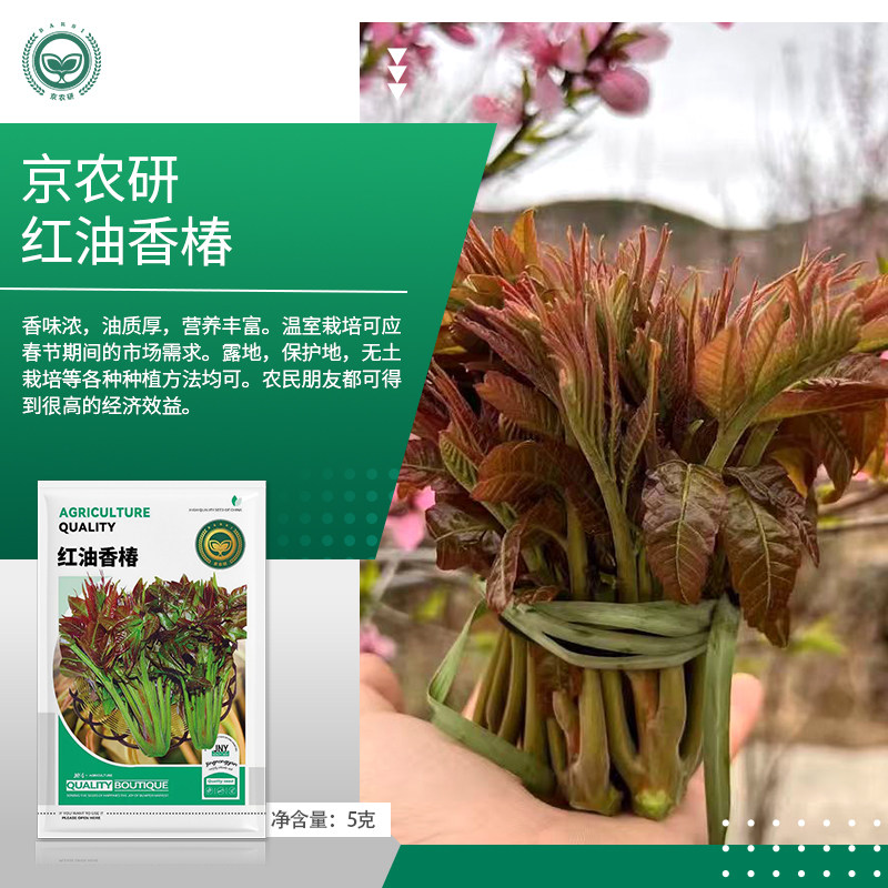 农科院香椿种子红油香椿芽苗菜庭蔬菜种子/种苗