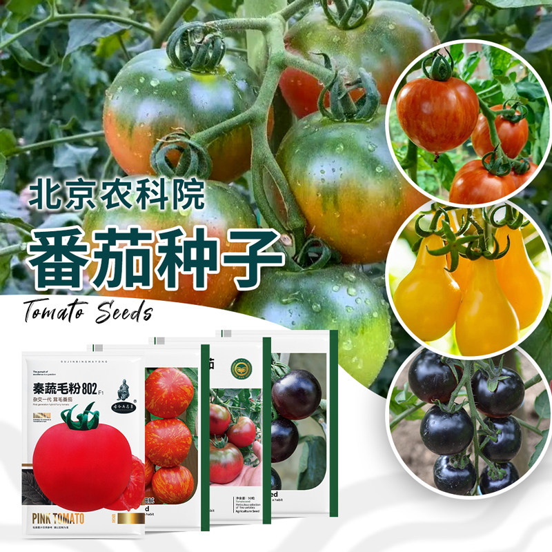 番茄种子毛粉沙瓤草莓水果西红柿蔬菜种子/种苗
