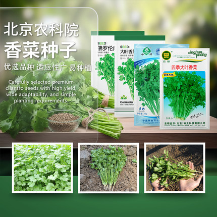 香菜种子芫荽籽大小叶速生香菜耐热四季阳台盆栽农科院蔬菜种籽孑