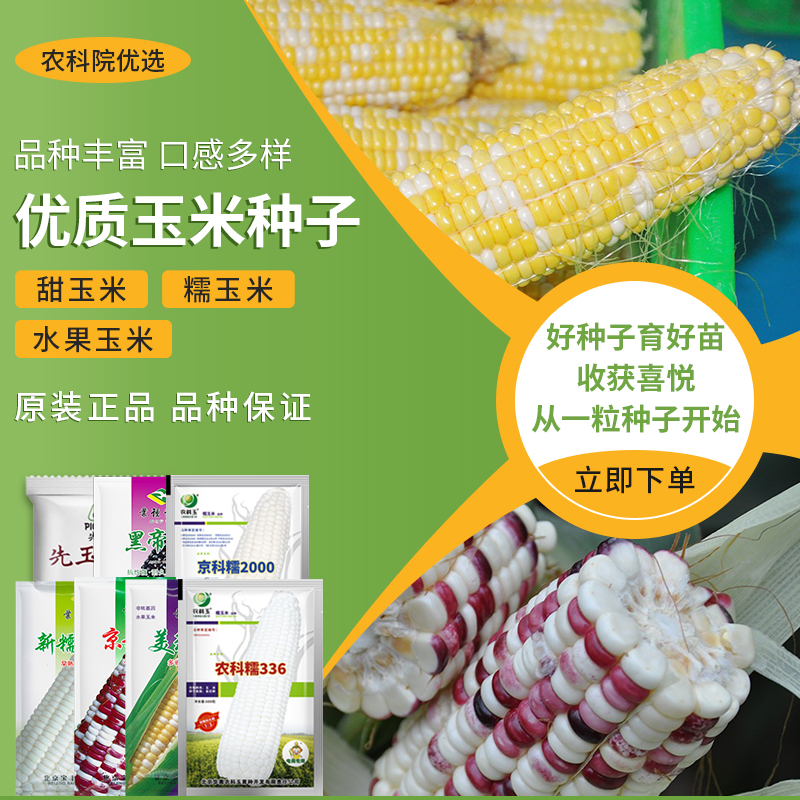 农科院玉米种子农科糯336白甜糯高产大田玉米鲜食水果玉米种籽孑