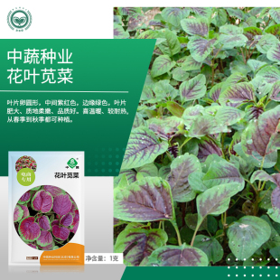 农科院苋菜种子花红圆叶苋花叶苋菜家庭菜园