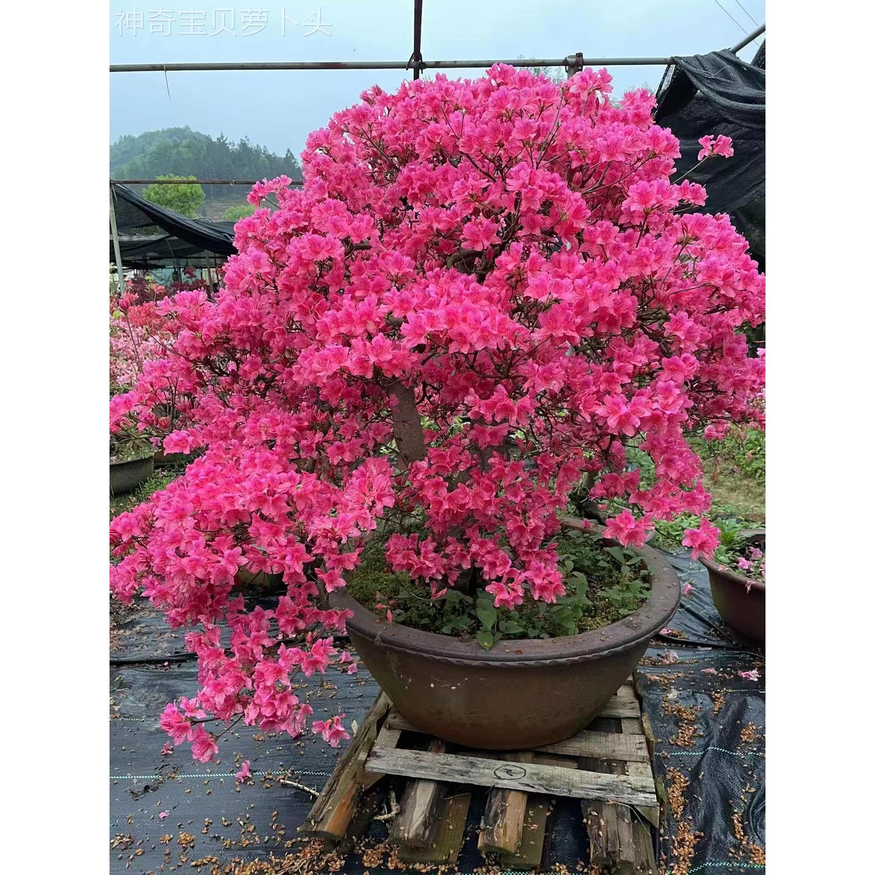 精品造型映山红树杜盆景鸡血红鹃花老桩霸阳台花桩卉无品牌/桌矮