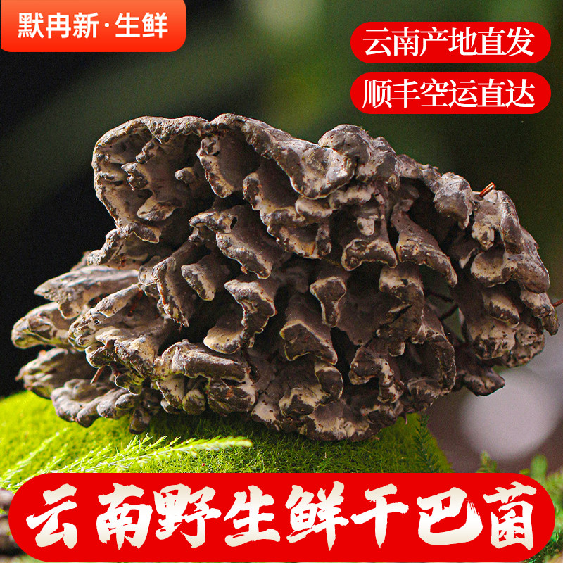 现货香浓味韧鲜菌干巴菌500g