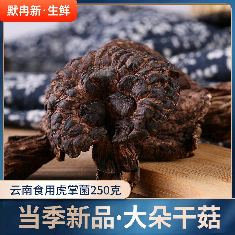 【现货】黑虎掌菌干货100g云南当季干菌菇野生菌虎掌菌非鲜货包邮
