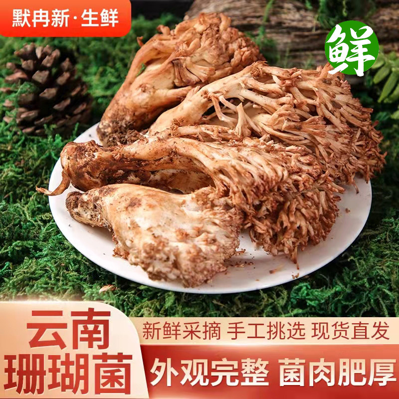 【现货】新鲜珊瑚菌2斤 云南当季菌菇野生龙爪菇鲜扫把菌蘑菇包邮
