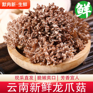 食用蘑菇猫爪菇菌火锅珊瑚菌鲜菌 新鲜龙爪菇1斤云南当季 现货