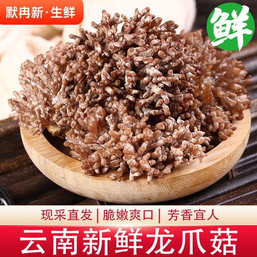 蘑菇猫爪菇菌火锅珊瑚菌鲜菌