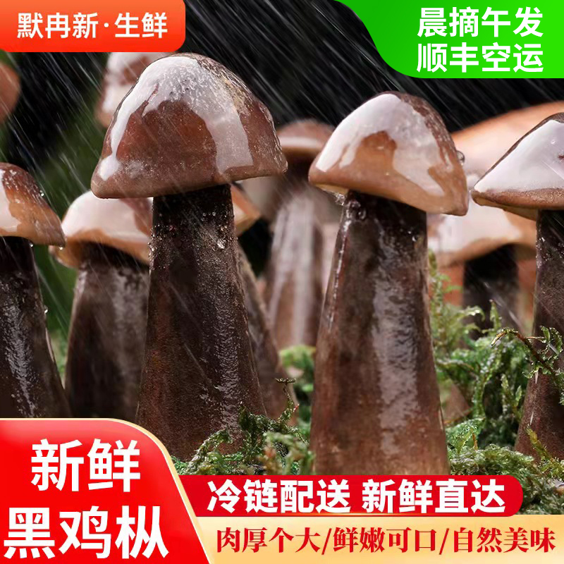 云南当季食用菌火锅鲜蘑菇包邮