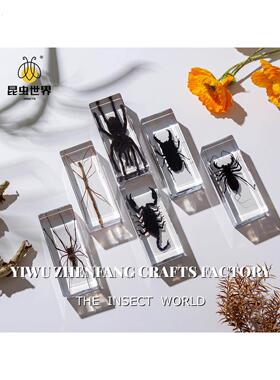 真实树脂昆虫标本真虫甲虫蜘蛛锹甲天牛蝎子螳螂蜥蜴琥珀标本摆件