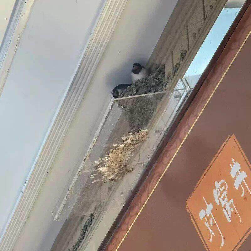 燕子窝接粪板托粪盘防掉鸟屎支架卫生好清理免打孔鸟窝墙边壁挂式