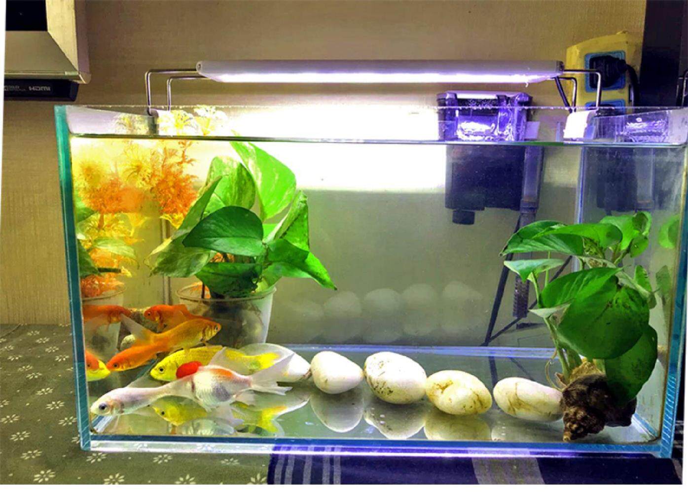 专业观赏草多少钱 专业观赏草优惠券免费领取 有条鱼