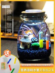 水中植物桌上小盆栽瓶中水养迷你海藻球微景观泡在水里养的生态瓶