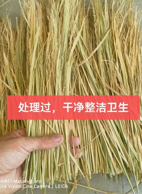 干稻草禾杆草谷草水稻杆子兔子窝稻草杆稻草绳扎肉鸽子捆扎肉绑粽