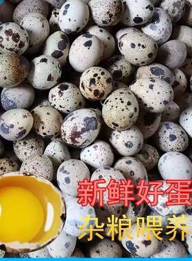 新鲜鹌鹑蛋杂粮喂养现捡现发40-128枚营养丰富口感细腻家禽蛋类