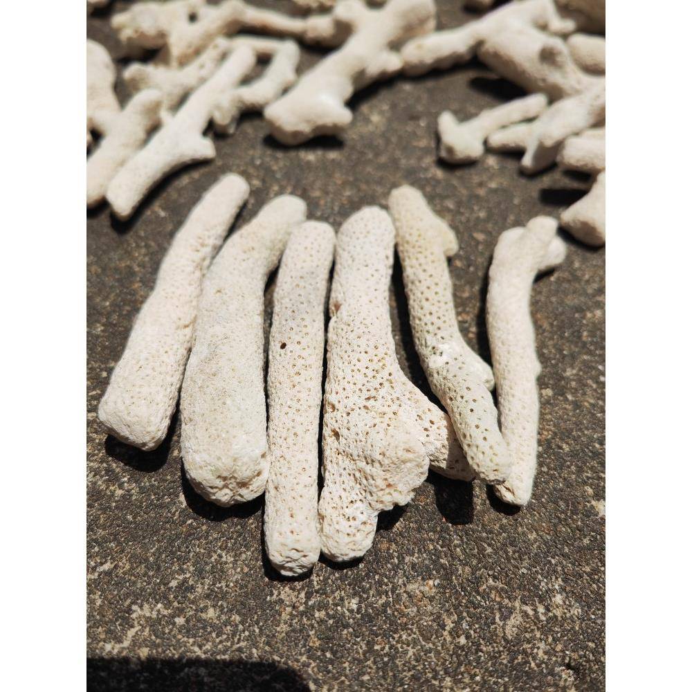 优选大珊瑚骨滤材优质天然珊瑚石鱼缸过滤材料水族箱底砂净水造景