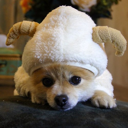 宠物服装冬包邮价格 宠物服装冬包邮图片 星期三