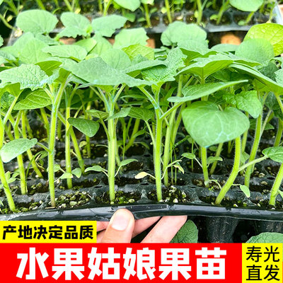 超甜菇娘果秧苗特大果南北方包活