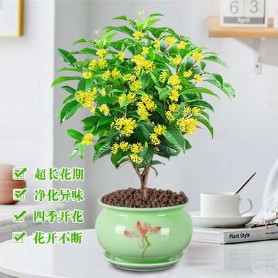 桂花盆栽室内带花盆景四季桂客厅浓香型开花绿植好养易活花卉植物