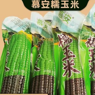 山西大同慕安龙田湾糯玉米香糯微甜粘糯味美220g袋装新鲜黑糯