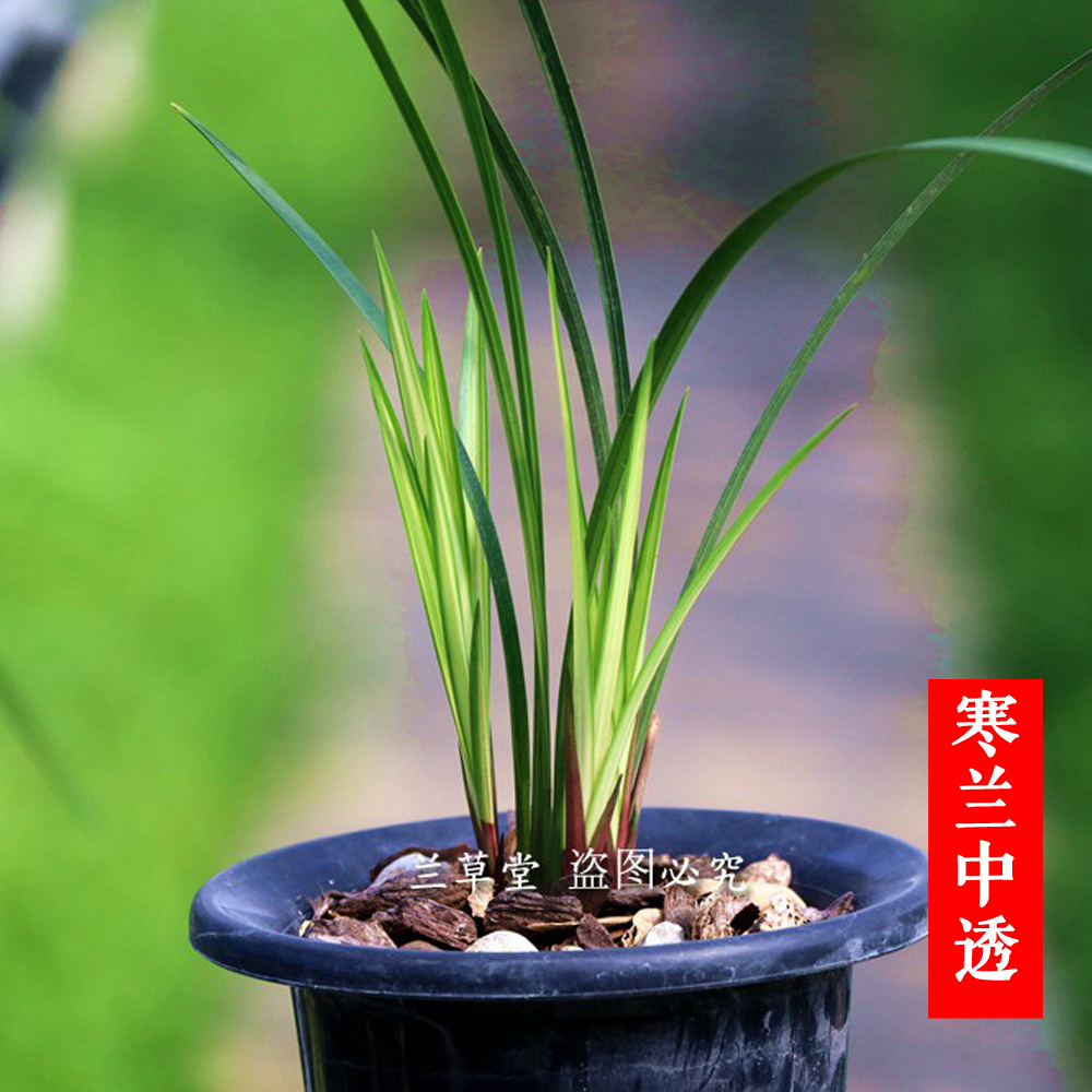 寒兰先明中透艺兰花艺草绿植盆景盆栽兰花苗开浓香花苞原始品种.