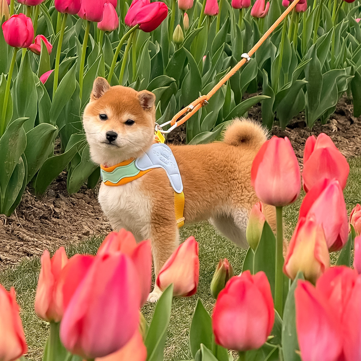 多巴胺Y型小型犬防走丢牵引绳