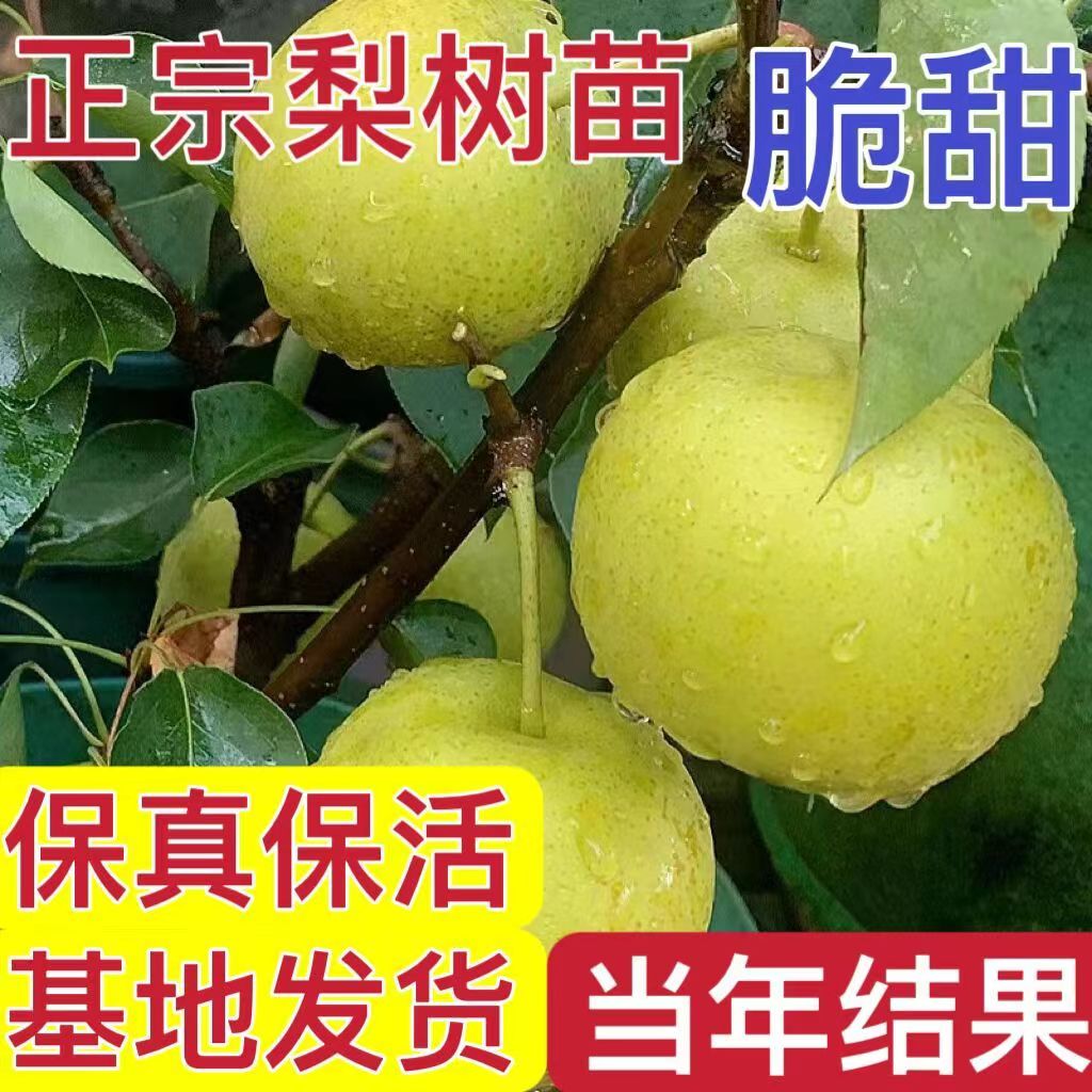 嫁接梨树果苗南方种植当年