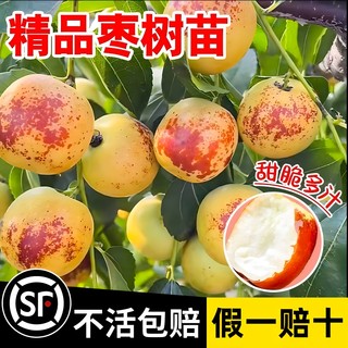 枣树活苗特大枣树苗超甜冬枣苗树果树种植北方耐寒果苗树苗带土球