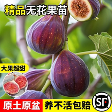 无花果树苗盆栽水果苗四季特大波姬红南北方阳台种植地栽当年结果