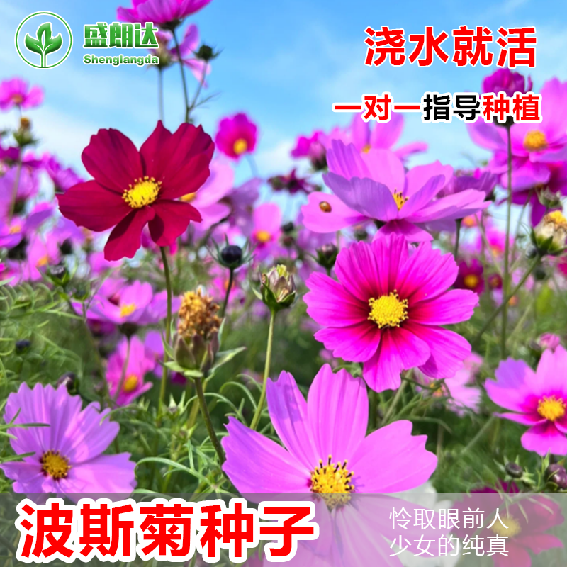 波斯菊花籽格桑花花种籽子七彩四季播种开花室外易活野花组合种孑