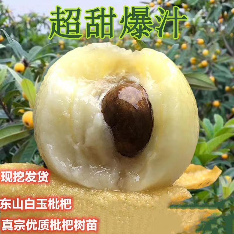 南方种植白沙枇杷易活