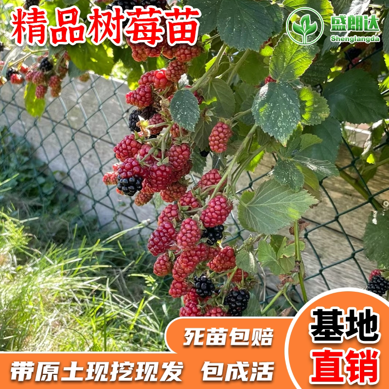树莓苗双季树莓覆盆子树苗黄红树莓苗南方北方种植盆栽地栽果树苗