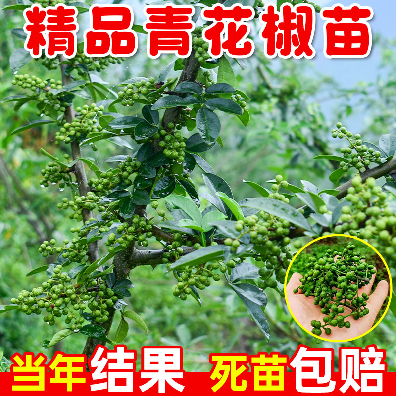 正宗四川汉源藤椒树苗青花椒椒无刺花椒绿花椒麻椒苗 鲜花速递/花卉仿真/绿植园艺 果树 原图主图