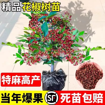 花椒苗树四川大红袍特麻九