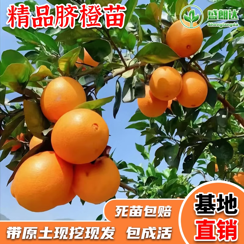 江西赣南脐橙苗嫁接纽荷尔脐橙苗血橙南方北方种植果树苗橙子树苗高性价比高么？