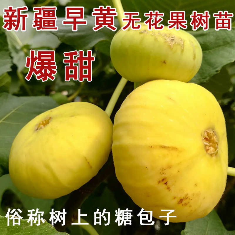 新疆早黄无花果树苗早熟抗寒糖心无花果苗南方北方种植当年结果-封面