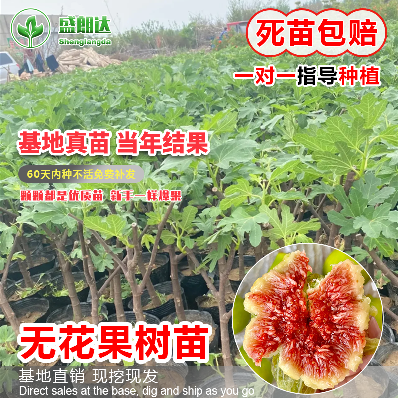 当年无花果苗四季波姬红带土矮化