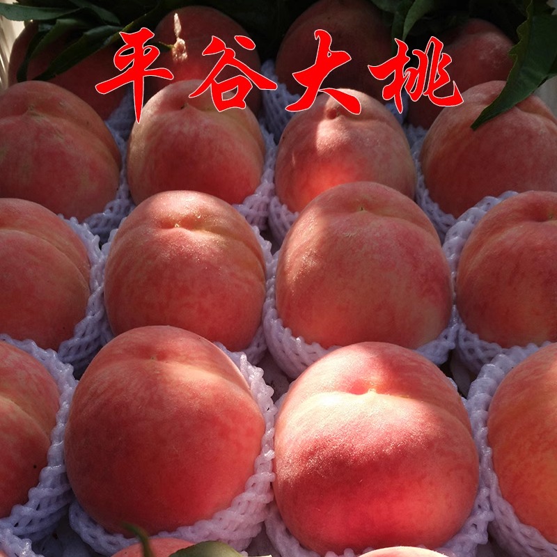 正宗平谷大桃北京水蜜桃新鲜水果