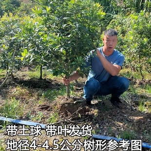 正宗东魁黑炭杨梅树大树苗嫁接当年结果盆栽果树果苗南方带大土球