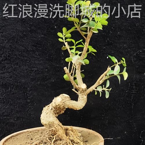 矮霸瓜子黄杨桩盆 景素材树 微型盆景 喜掌中宝四季92731长青老