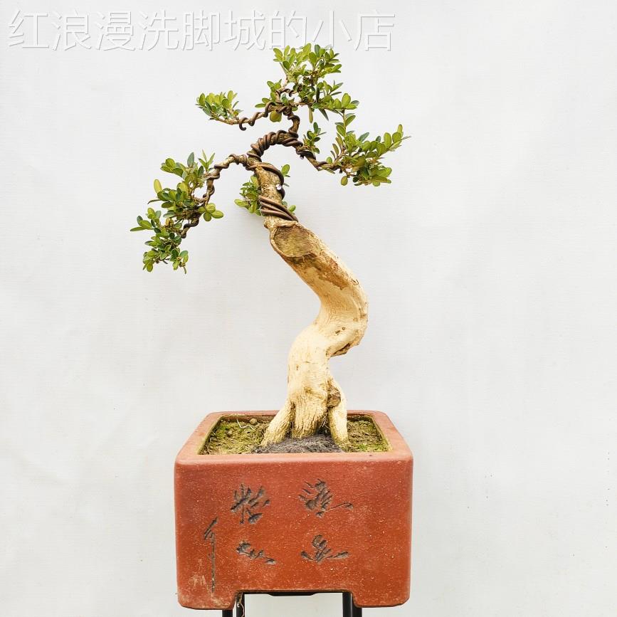 高白季皮瓜子黄杨小叶黄山杨盆景盆栽不室内绿植好养护四常绿无品