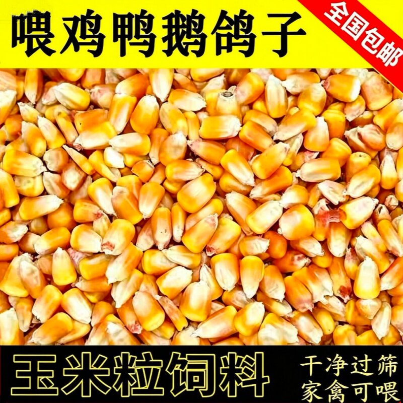 鸡鸭鹅猪牛羊家禽养殖农家玉米粒