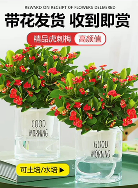 铁海棠盆栽虎刺梅水培盆景室内绿植物水培植物卉客厅易活好养好养