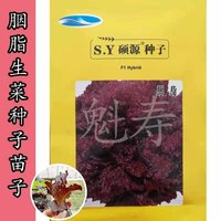 胭脂生菜种苗子种籽红叶紫叶紫大速生慕斯奶油四季盆栽紫色蔬菜