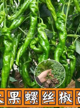 特大螺丝椒苗 巨型陇椒种子辣椒种苗  基地四季种植高产蔬菜种子