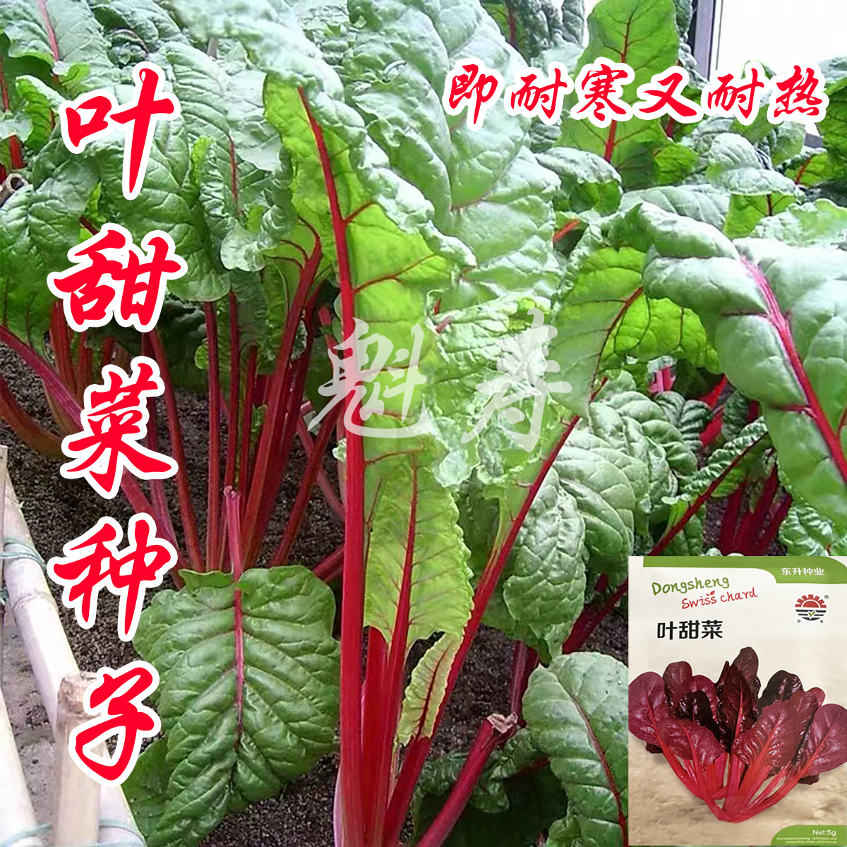 叶甜菜种子根达菜彩色莙达菜牛皮菜阳台盆栽春秋冬四季播蔬菜籽孑