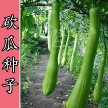 神奇砍瓜种子种籽苗四季 特大农家巨型蔬莱菜瓜爬藤藤蔓蔬菜孑种苗