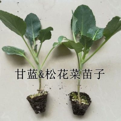 甘蓝松花菜苗春夏质量可靠带土发货