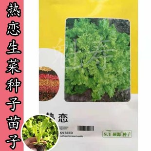 热恋生菜种苗子耐热生菜种子辛普森型耐热生菜种籽晚抽薹四季 蔬菜