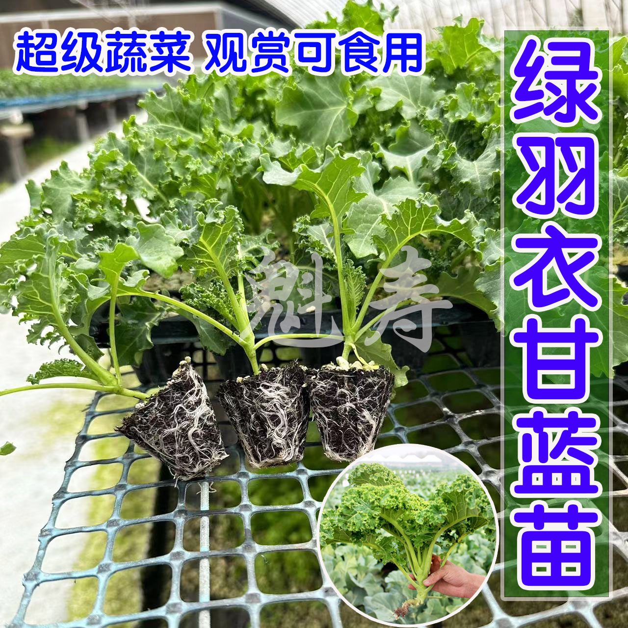 羽衣甘蓝蔬菜种苗食用甘蓝蔬菜孑种籽阳台四季盆栽雨衣春季叶秋季